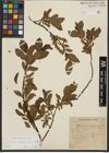 Foto von Salix waldsteiniana Willd.